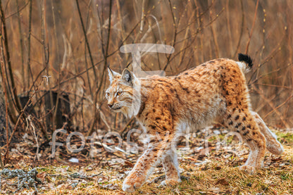 Interiør med naturmotiv – gaupefotografi og grønne planter