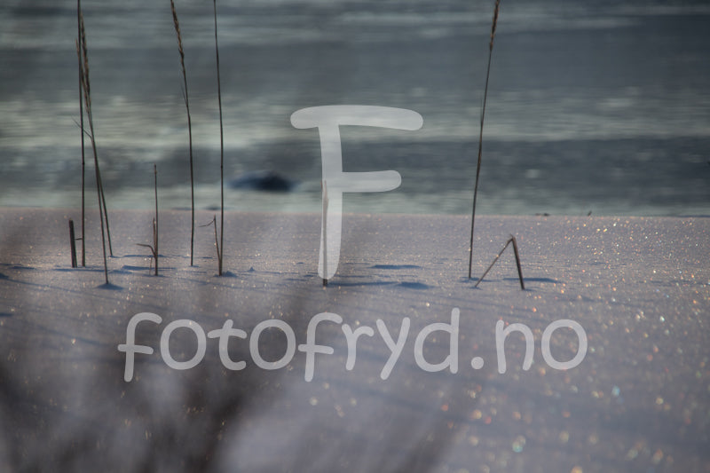 Peaceful – vinterlandskap med tynne strå som bryter gjennom snøen, glitrende under sollyset.