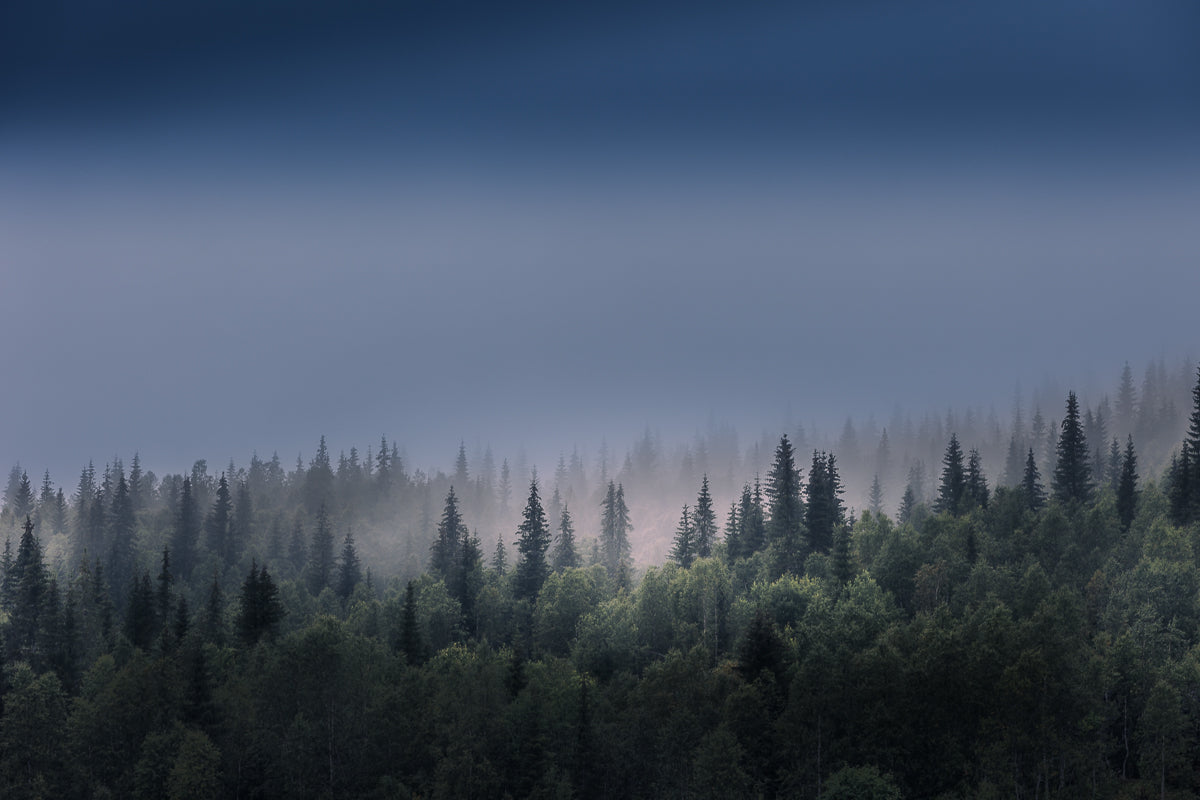 Tåkeskog ved Ørtfjellet med myk tåke som svinner inn i barskog