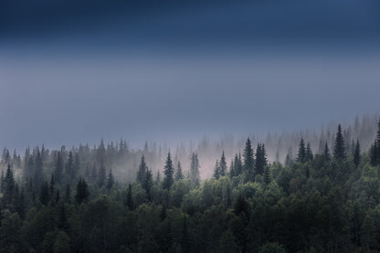 Tåkeskog ved Ørtfjellet med myk tåke som svinner inn i barskog