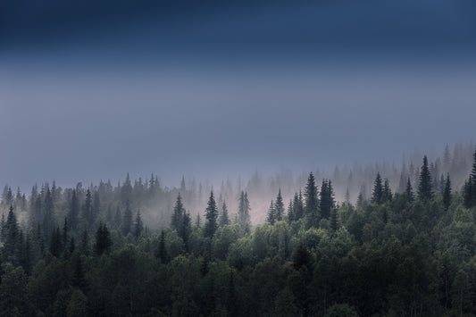 Tåkeskog ved Ørtfjellet med myk tåke som svinner inn i barskog