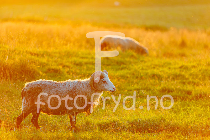 Peaceful sheep grazing in a golden field during sunset, evoking a serene rural atmosphere.