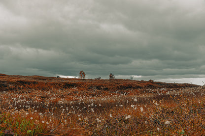 Myrull i et åpent landskap med dramatiske skyer ved Umskaret i Mo i Rana, Nord-Norge.