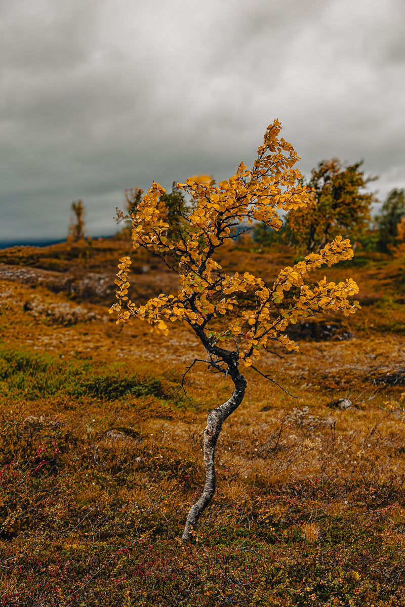 Fjellbjørk med gylne høstfarger i fjellandskap, skaper en rolig og nordisk stemning.