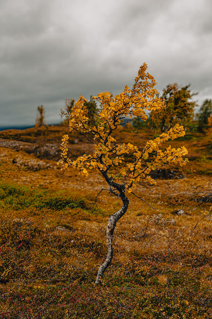 Fjellbjørk med gylne høstfarger i fjellandskap, skaper en rolig og nordisk stemning.