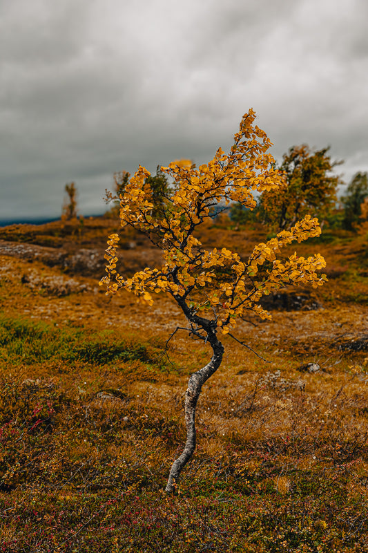 Fjellbjørk med gylne høstfarger i fjellandskap, skaper en rolig og nordisk stemning.