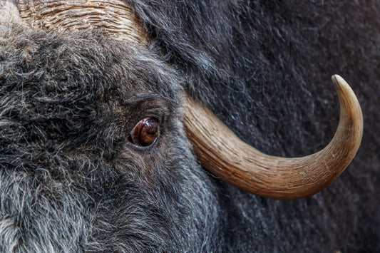 Blikket fra villmarken – Majestetisk moskus | Fotofryd.no