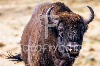 Bison-naturens majestet i ditt hjem