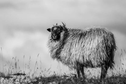 Villsau Nordisk interiørkunst – Fotografisk ro og varme til hjemmet