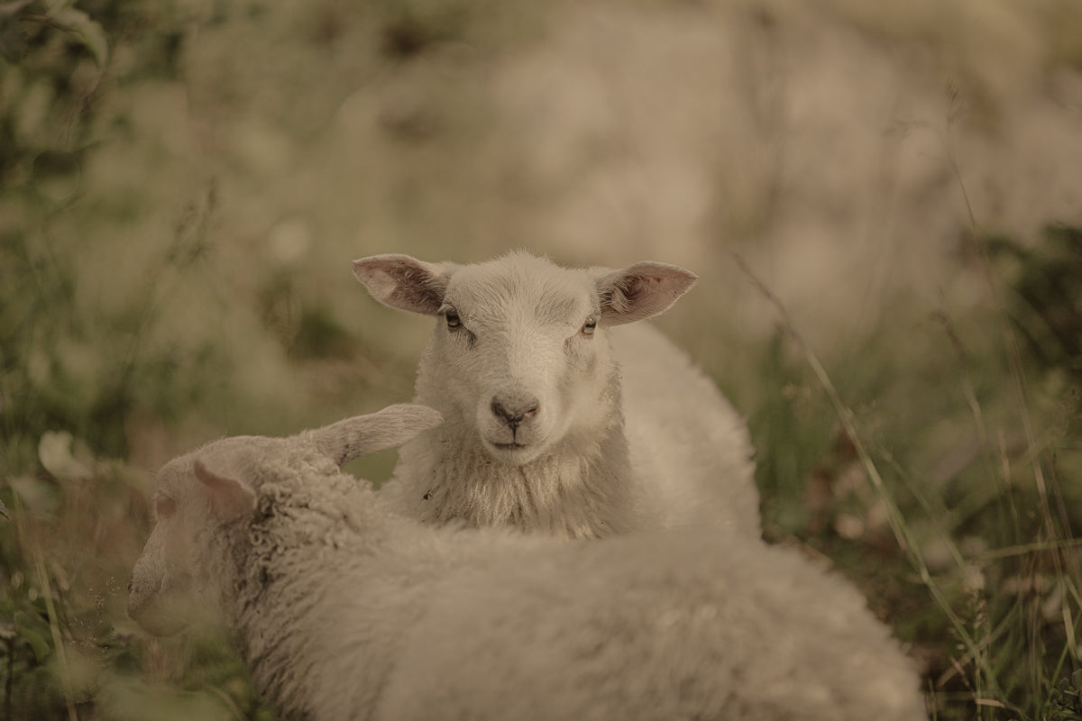 To lam i en myk sommereng, fanget i naturlige toner som skaper ro og harmoni.