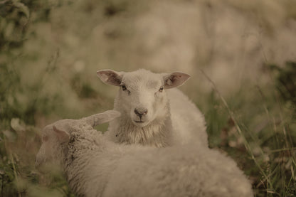 To lam i en myk sommereng, fanget i naturlige toner som skaper ro og harmoni.