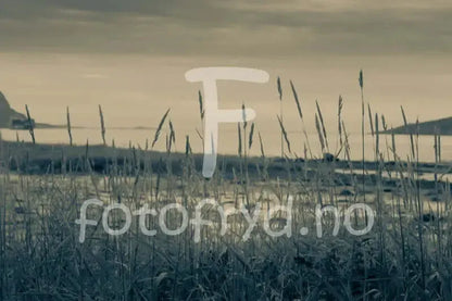 Naturens Ro – Fotografier fra Fjæra på Nesnastranda