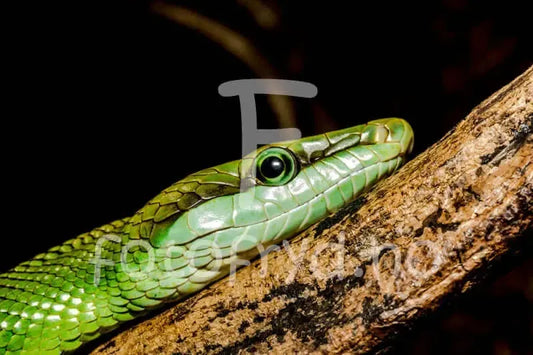  Naturens intensitet på veggen-rødhalet racer