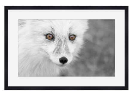 Fjellrevens blikk – Villmarkens skjønnhet