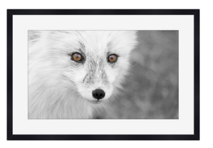 Fjellrevens blikk – Villmarkens skjønnhet