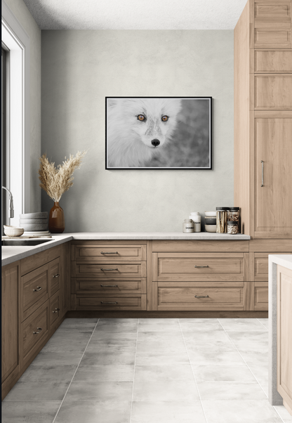 Fjellrevens blikk – Villmarkens skjønnhet