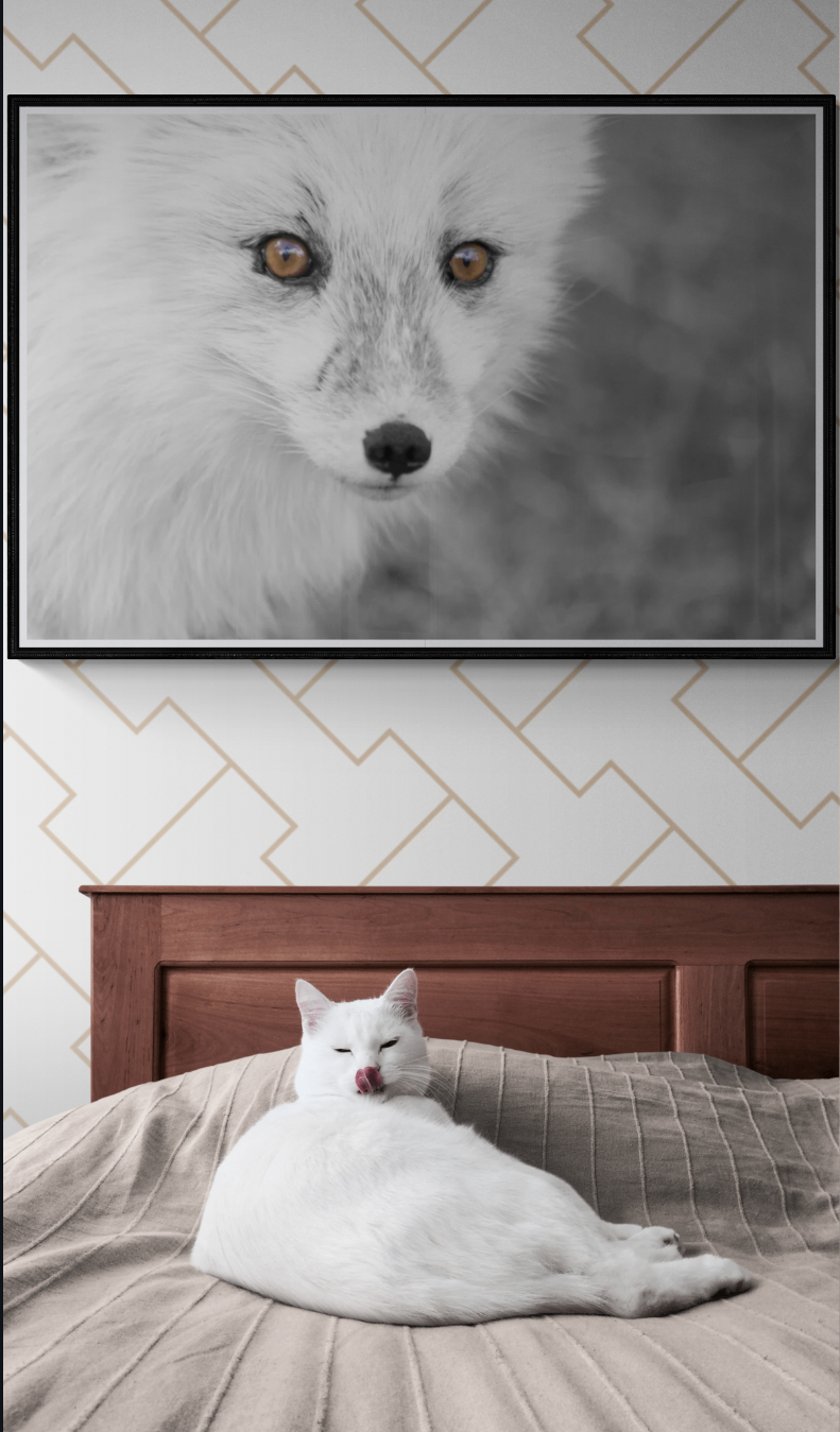 Fjellrevens blikk – Villmarkens skjønnhet