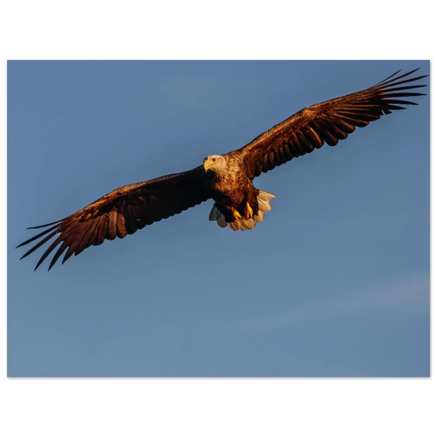 a2376809-a876-4bdb-b2f0-489ddee9c272