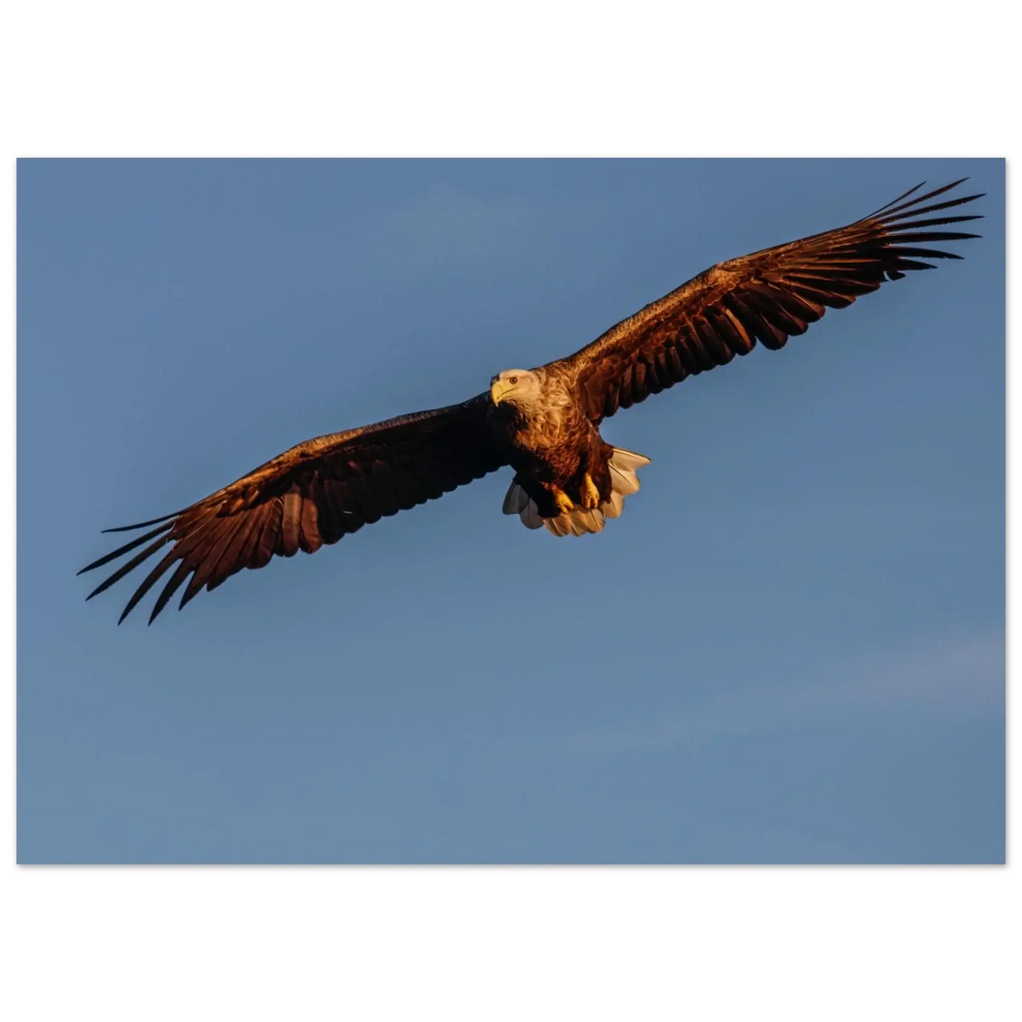 b5f91d82-c47b-4315-bb44-36e751779466