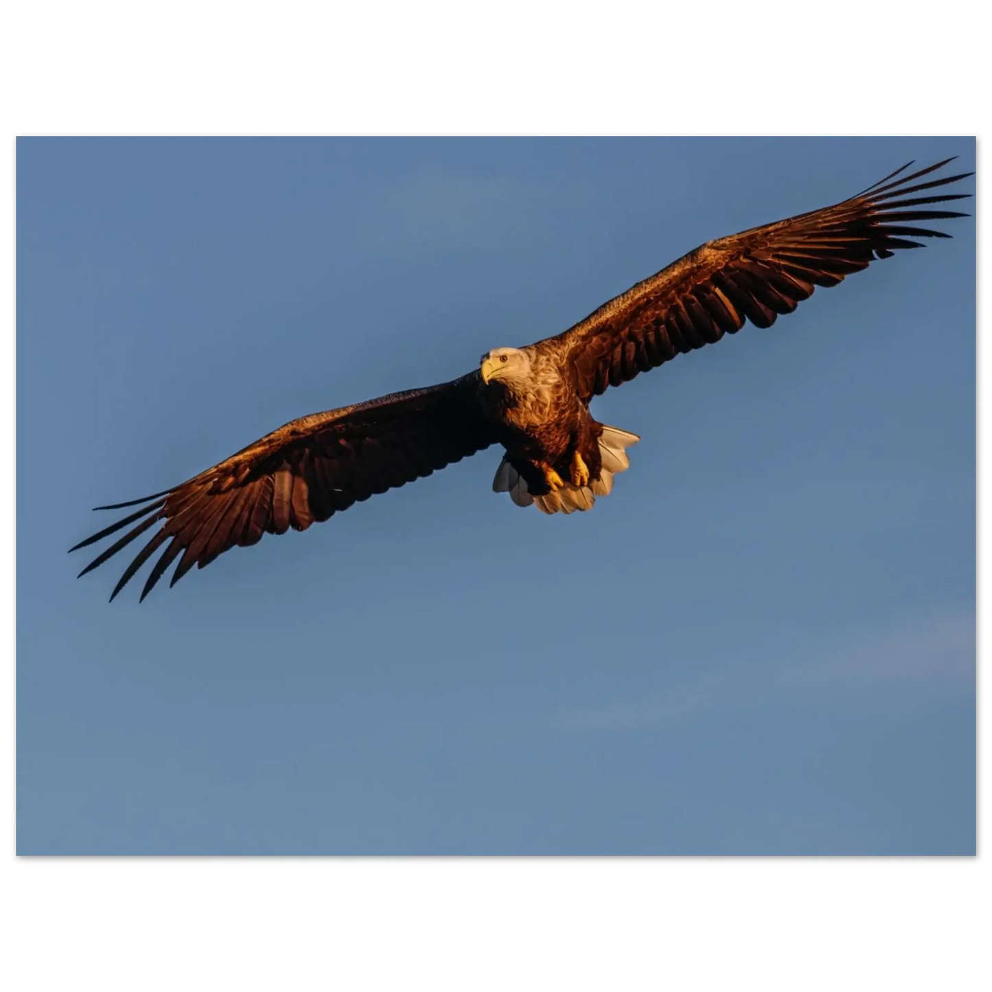 f5e3a851-920a-40f7-a4a2-e175dcf6170b