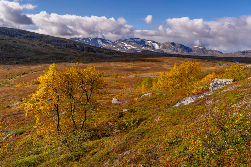 Fjellet høst 1