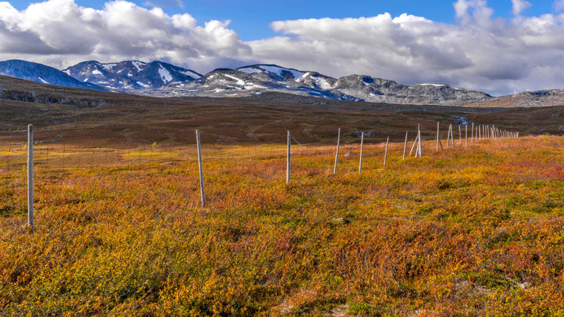 Fjellet høst 2