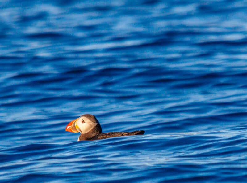 Puffin moderne interiør med maritimt motiv – Fotografisk kunst for ro og stil