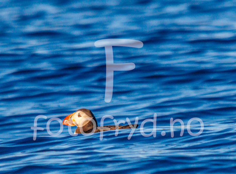 Puffin swimming gracefully in calm blue ocean waters, capturing serenity and natural beauty.