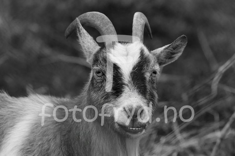 Fotografisk kunst av en geit i sort-hvitt, som tilføyer karakter til et moderne interiør.