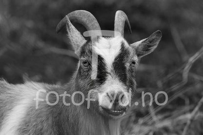 Fotografisk kunst av en geit i sort-hvitt, som tilføyer karakter til et moderne interiør.