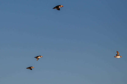 Puffins luftig nordisk interiør – Fotografisk kunst med naturens rytme
