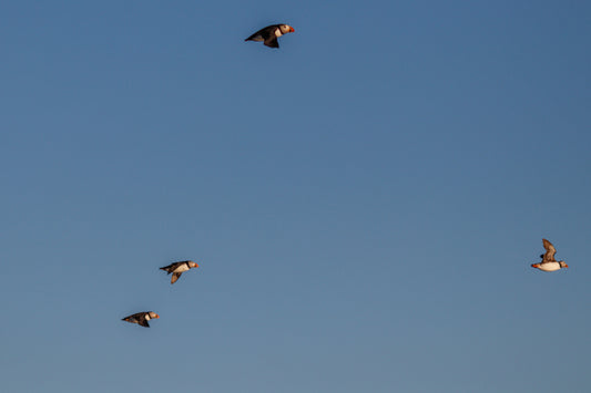 Puffins luftig nordisk interiør – Fotografisk kunst med naturens rytme