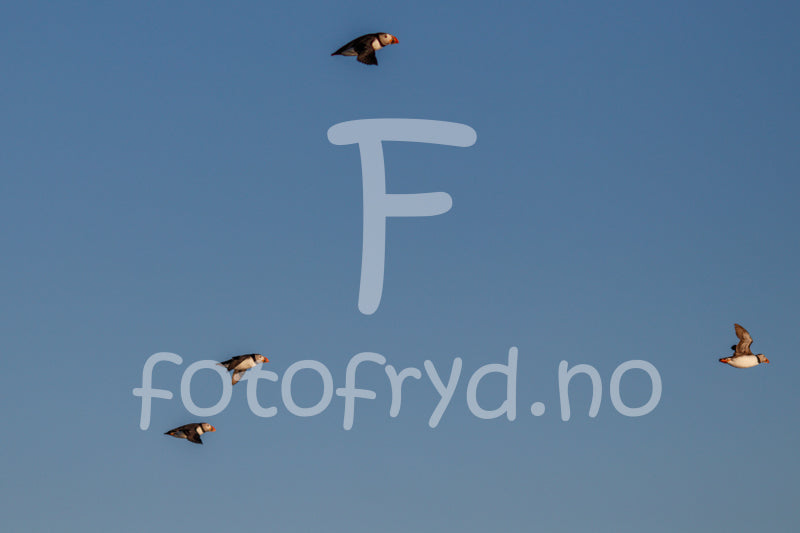 Puffins luftig nordisk interiør – Fotografisk kunst med naturens rytme