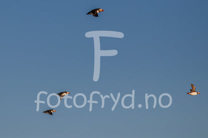 Puffins luftig nordisk interiør – Fotografisk kunst med naturens rytme