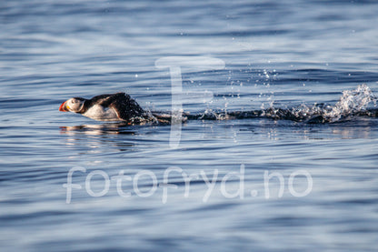 Lundefugl Nordisk interiør med naturmotiv – Fotografisk kunst for ro og stil