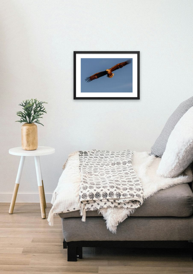 Havørna fra Tomma – Fotokunst fra Helgeland