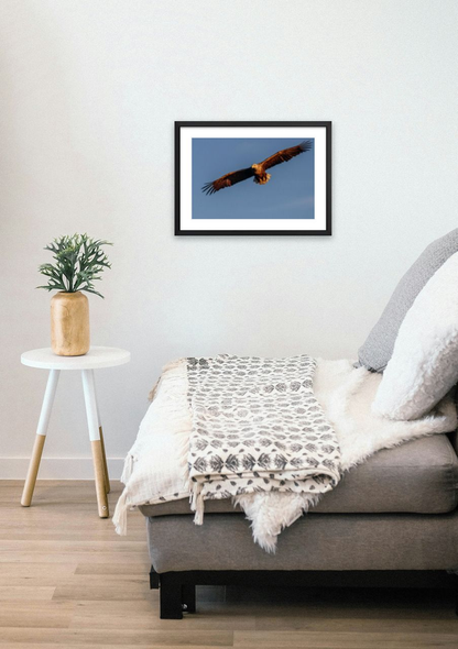 Havørna fra Tomma – Fotokunst fra Helgeland