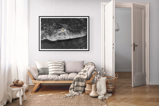 black and white alligator art photography