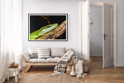 Naturens intensitet på veggen-rødhalet racer