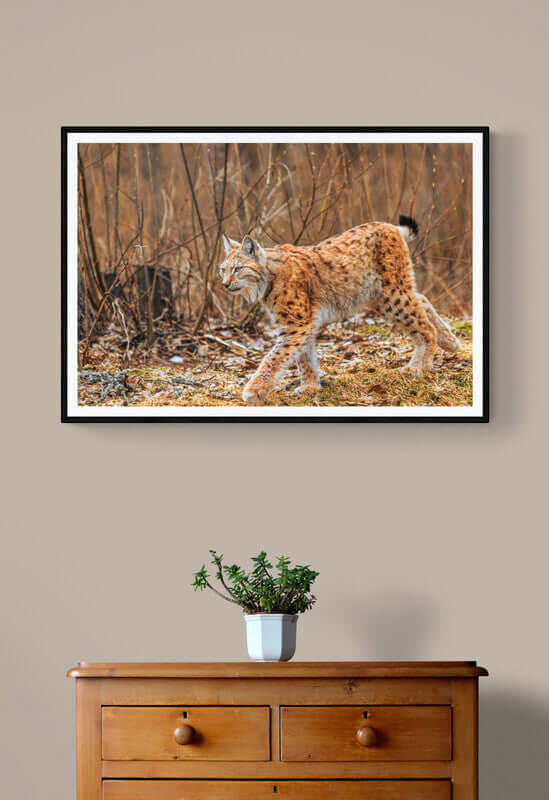 Interiør med naturmotiv – gaupefotografi og grønne planter